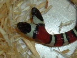 猎杀双头怪蟒,猎杀双头怪蟒的惊险之旅