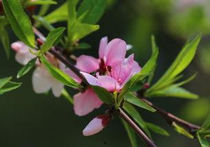 红花绿叶,探寻自然色彩的和谐之美